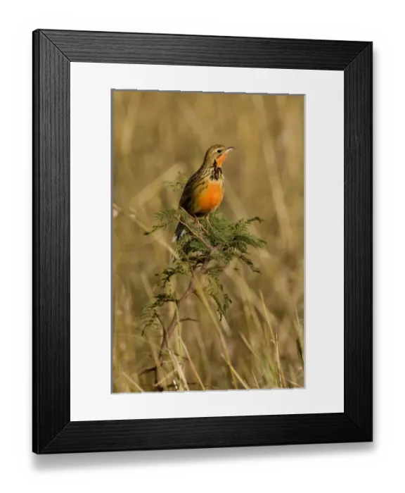 Framed Print : A Rosy-breasted Longclaw perched on a bush in the Msai Mara Kenya Framed Print : A Rosy-breasted Longclaw perched on a bush in the Msai Mara Kenya