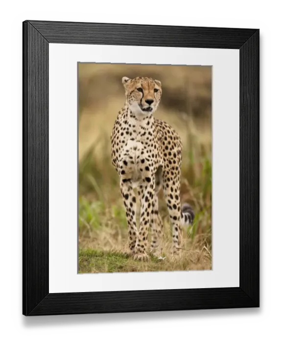 Framed Print : Africa, Kenya Framed Print : Africa, Kenya