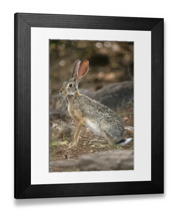 Framed Print : Africa, Kenya Framed Print : Africa, Kenya