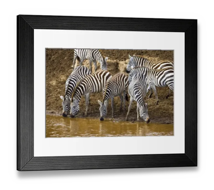 Framed Print : Burchells Zebras drinking out of the Mara River in the Msai Mara Kenya Framed Print : Burchells Zebras drinking out of the Mara River in the Msai Mara Kenya