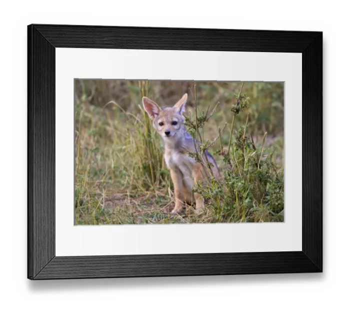 Framed Print : Africa, Kenya Framed Print : Africa, Kenya