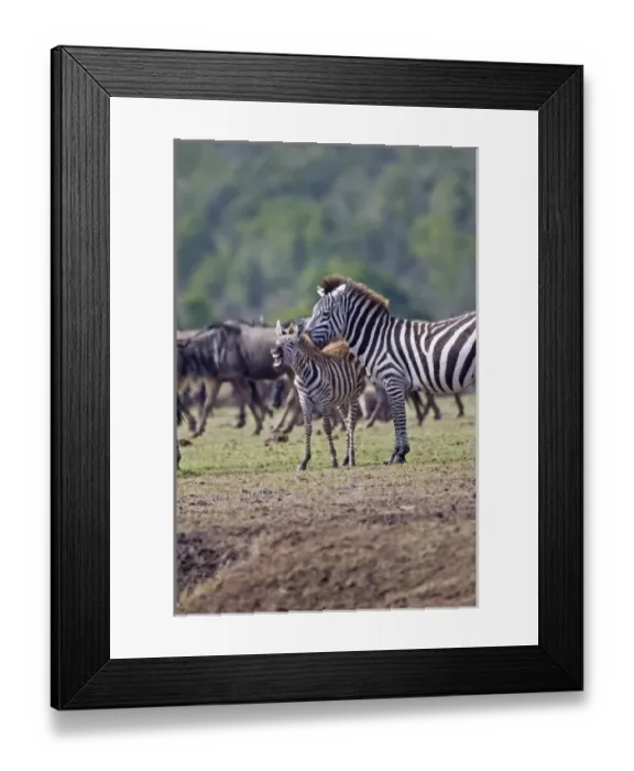 Framed Print : Africa, Kenya