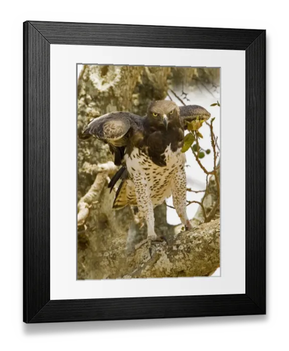 Framed Print : Africa, Kenya