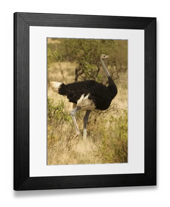 Framed Print : Africa, Kenya Framed Print : Africa, Kenya