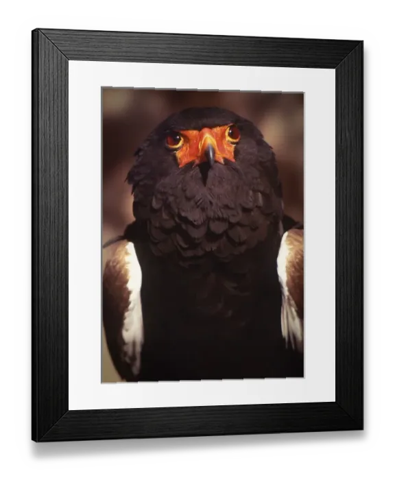 Framed Print : Kenya, Samburu National Reserve. Portrait of a bateleur bird Framed Print : Kenya, Samburu National Reserve. Portrait of a bateleur bird
