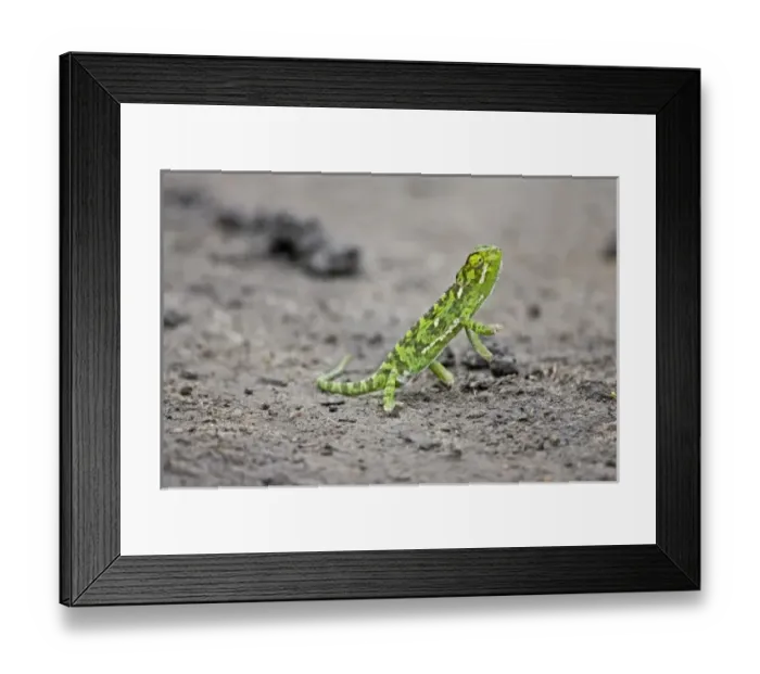 Framed Print : A jacksons Chameleon standing on the road in the Msai Mara Kenya