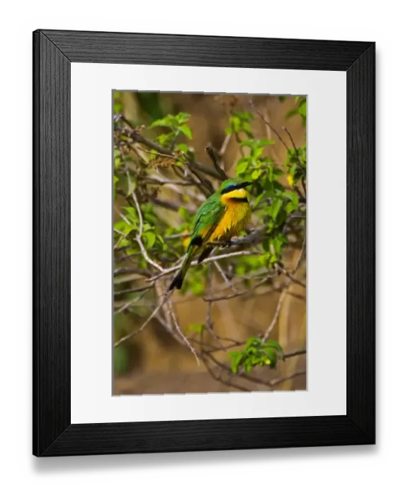 Framed Print : Baboons hanging around the bush in the Msai Mara Kenya. (RF) Framed Print : Baboons hanging around the bush in the Msai Mara Kenya. (RF)