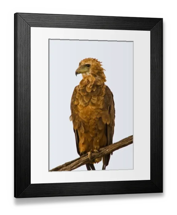 Framed Print : A Tawny Eagle purched on a branch above the Msai Mara Kenya. (RF)