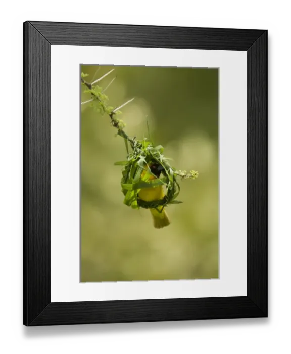 Framed Print : Vitelline Masked Weaver, Ploceus vitellinus, building nest in Samburu NP, Kenya