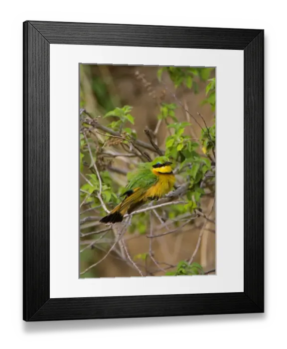 Framed Print : A Little Bee-eater perched on a tree branch in the Msai Mara Kenya