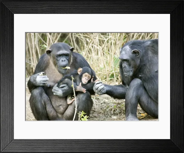 Framed Print : Kenya. Chimpanzee family on an island at Sweetwaters Tented Camp Framed Print : Kenya. Chimpanzee family on an island at Sweetwaters Tented Camp