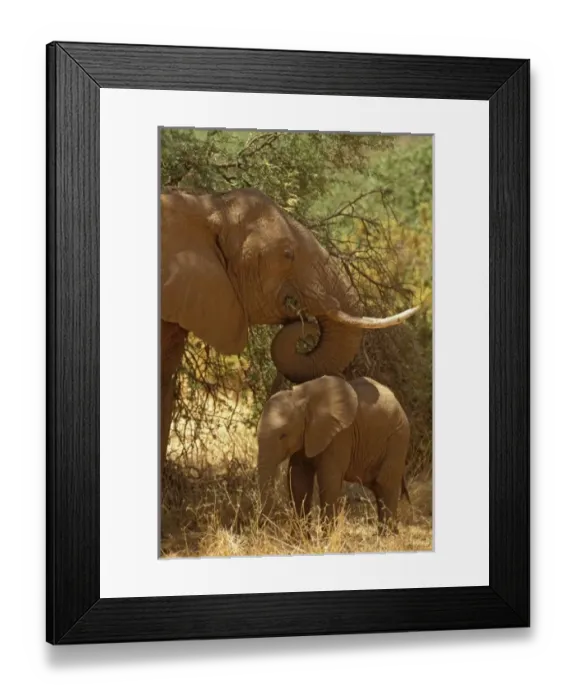 Framed Print : Africa, Kenya Framed Print : Africa, Kenya