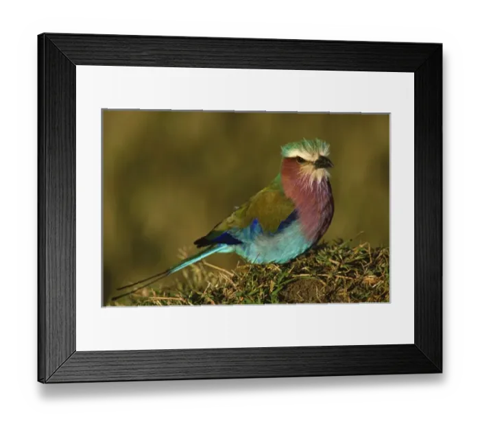 Framed Print : Africa, Kenya, Masai Mara. Lilac-breasted Roller (Coracias caudata) portrait Framed Print : Africa, Kenya, Masai Mara. Lilac-breasted Roller (Coracias caudata) portrait