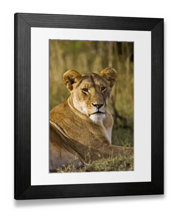 Framed Print : A lion sitting the high grass of the Msai Mara. (RF) Framed Print : A lion sitting the high grass of the Msai Mara. (RF)