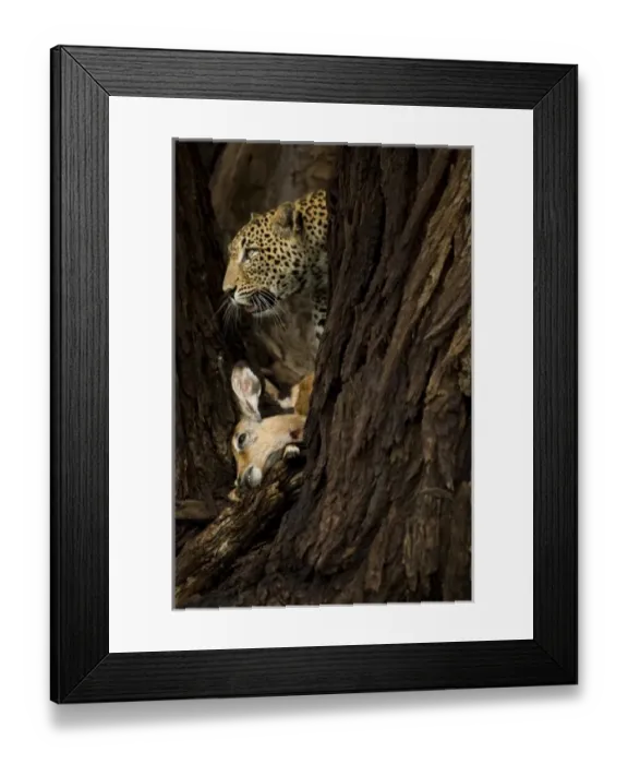 Framed Print : Africa, Kenya Framed Print : Africa, Kenya