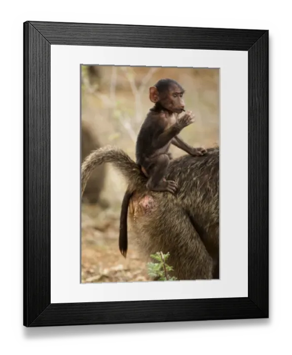 Framed Print : Africa, Kenya Framed Print : Africa, Kenya