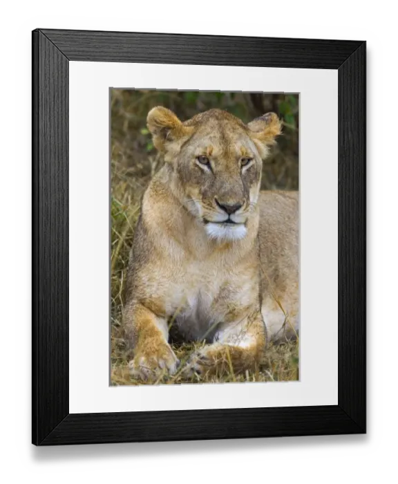 Framed Print : Africa, Kenya Framed Print : Africa, Kenya