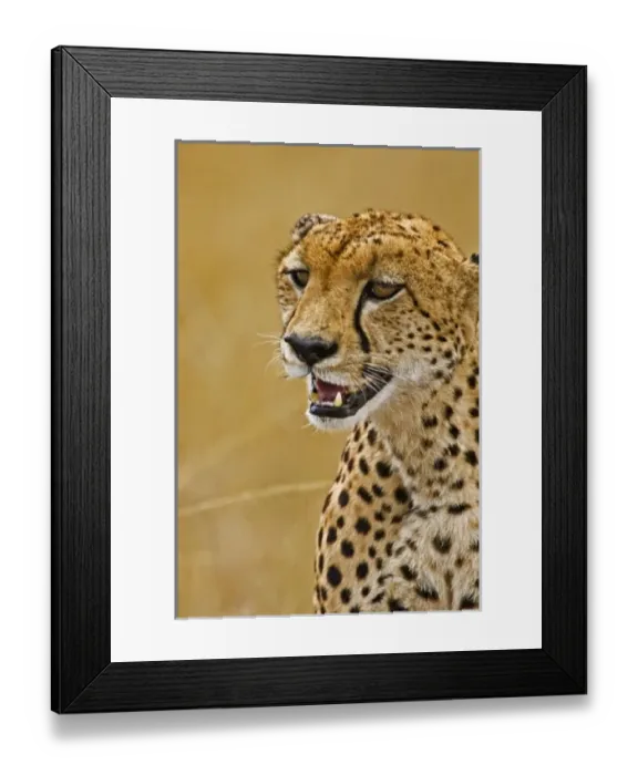 Framed Print : Africa, Kenya