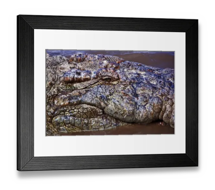 Framed Print : Crocodile (Crocodylus Niloticus) as seen in the Masai Mara Framed Print : Crocodile (Crocodylus Niloticus) as seen in the Masai Mara