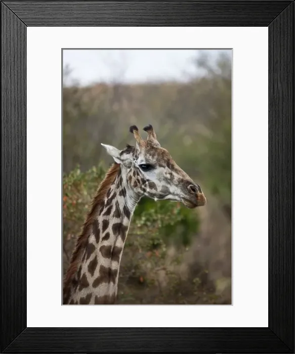 Framed Print : Msai Giraffe (Giraffe Tippelskirchi) as seen in the Masai Mara Framed Print : Msai Giraffe (Giraffe Tippelskirchi) as seen in the Masai Mara