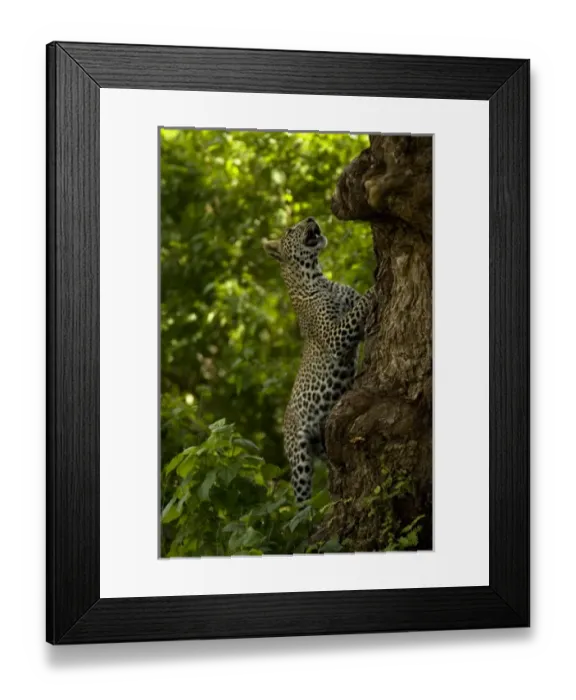 Framed Print : Leopard, Panthera pardus, hunting monkeys in the tops of trees. Masai Mara, Kenya