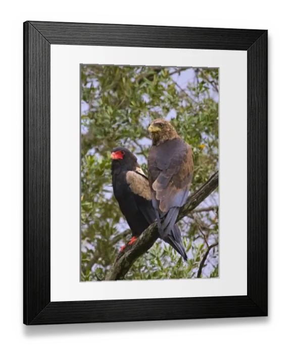 Framed Print : Two Bateleurs, one juvenile an one adult perched on a tree branch in the Msai Mara Kenya