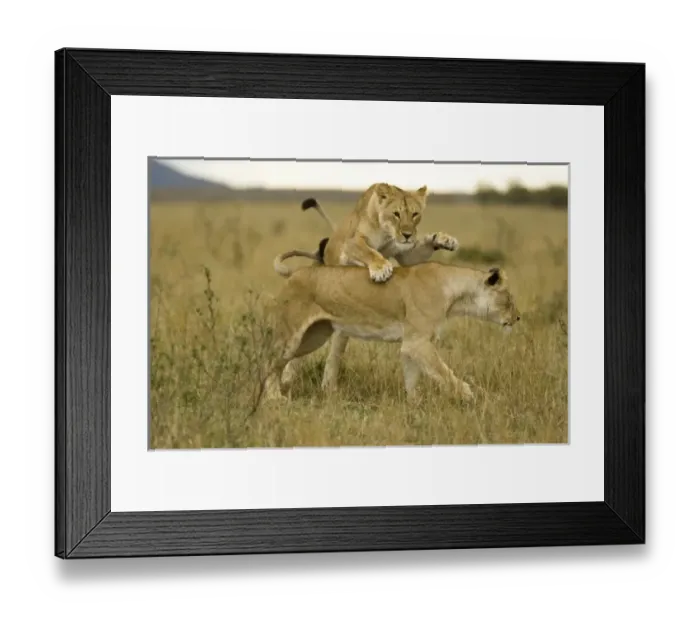 Framed Print : Africa, Kenya Framed Print : Africa, Kenya