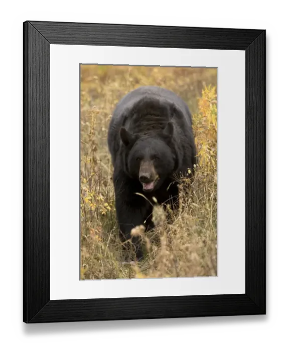 Framed Print : Africa, Kenya Framed Print : Africa, Kenya