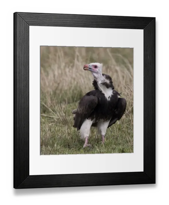 Framed Print : Africa, Kenya