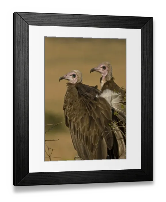Framed Print : Kenya. Profile of two lappet-faced vultures Framed Print : Kenya. Profile of two lappet-faced vultures