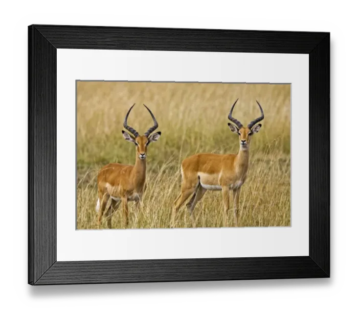 Framed Print : Unknown. Elands roaming the fields of the late afternoon in the Msai Mara Kenya Framed Print : Unknown. Elands roaming the fields of the late afternoon in the Msai Mara Kenya