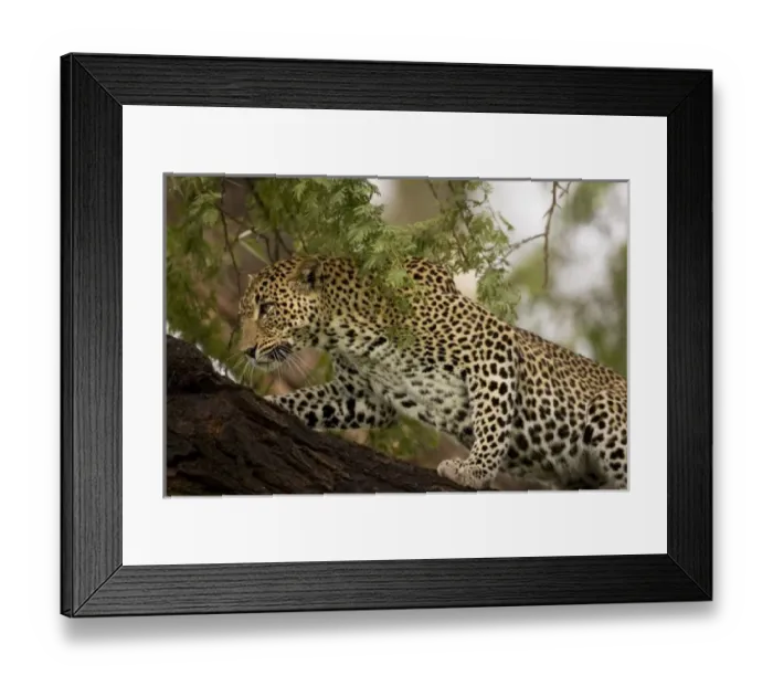 Framed Print : Africa, Kenya Framed Print : Africa, Kenya