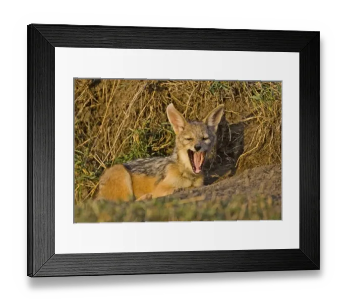 Framed Print : Silver-backed Jackals careing for each other in the brush of Msai Mara Kenya