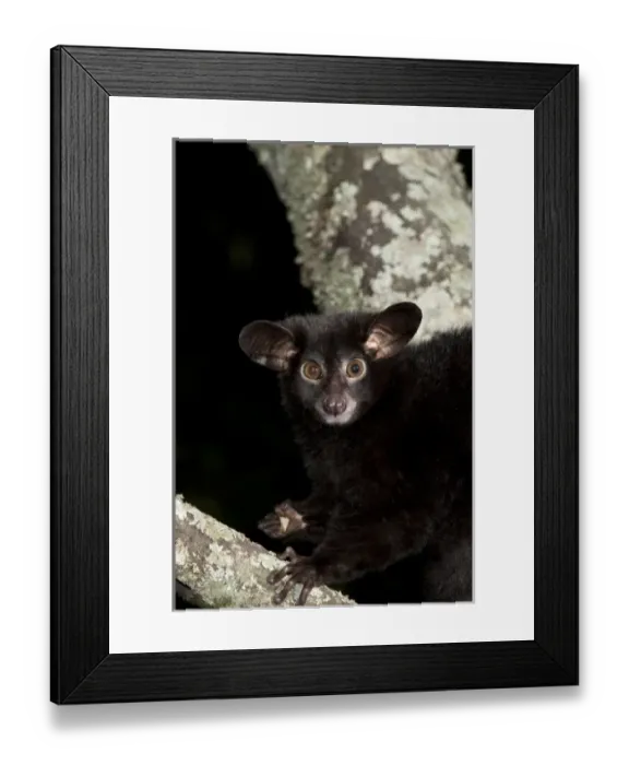Framed Print : Africa, Kenya Framed Print : Africa, Kenya