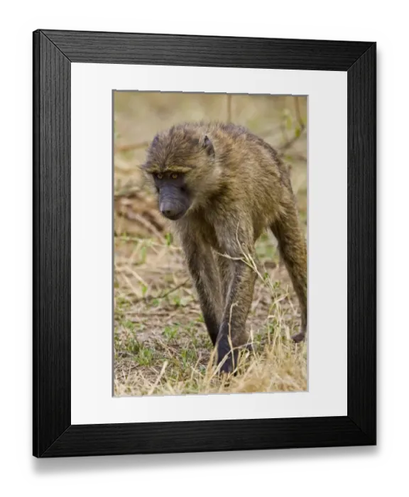 Framed Print : Africa, Kenya Framed Print : Africa, Kenya