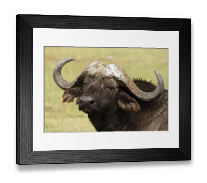 Framed Print : Africa, Kenya Framed Print : Africa, Kenya