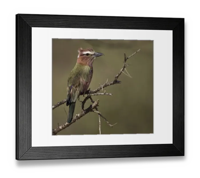 Framed Print : Kenya. Profile of rufous-crowned roller bird on limb Framed Print : Kenya. Profile of rufous-crowned roller bird on limb