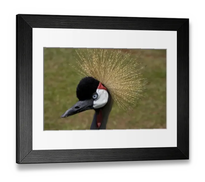 Framed Print : Africa, Kenya Framed Print : Africa, Kenya