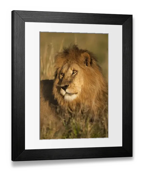 Framed Print : African Lion Portrait, Panthera leo, in the Masai Mara GR, Kenya Framed Print : African Lion Portrait, Panthera leo, in the Masai Mara GR, Kenya
