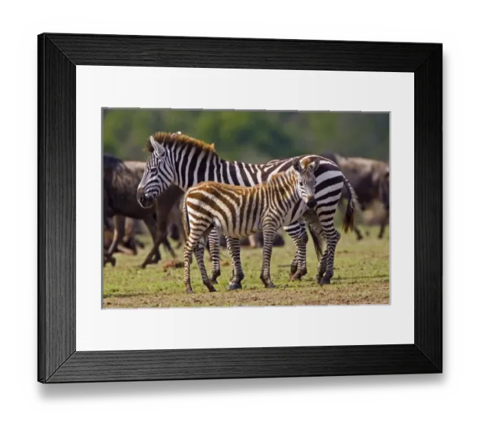 Framed Print : Africa, Kenya Framed Print : Africa, Kenya