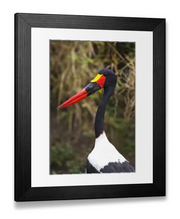 Framed Print : A Saddle-backed Stork standing in still water in the Msai Mara. (RF) Framed Print : A Saddle-backed Stork standing in still water in the Msai Mara. (RF)