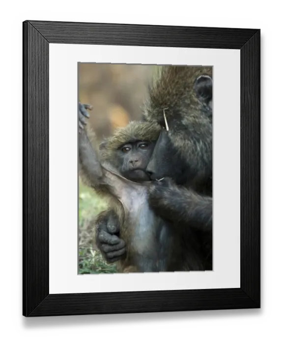 Framed Print : Africa, Kenya Framed Print : Africa, Kenya