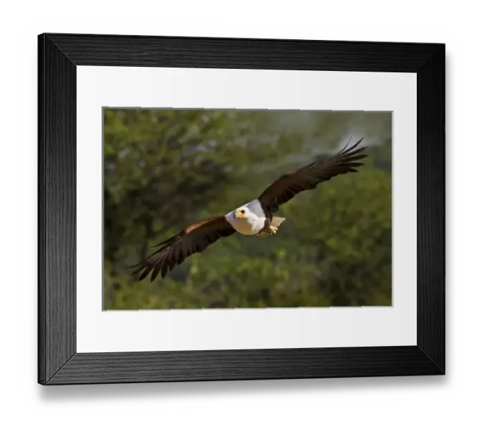 Framed Print : Kenya. Fish eagle in flight Framed Print : Kenya. Fish eagle in flight