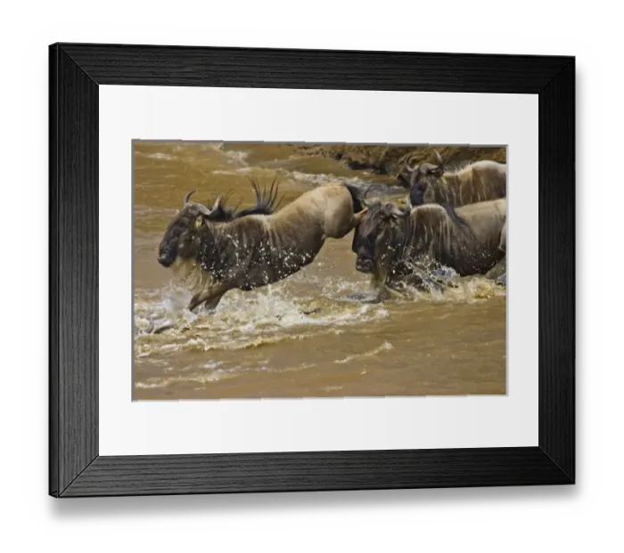 Framed Print : Crossing of the Mara River by Zebras and Wildebeest, migrating in the Msai Mara Kenya Framed Print : Crossing of the Mara River by Zebras and Wildebeest, migrating in the Msai Mara Kenya