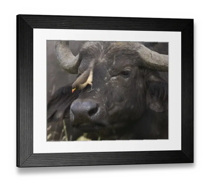 Framed Print : Kenya. Close-up of oxpecker bird on nose of water buffalo Framed Print : Kenya. Close-up of oxpecker bird on nose of water buffalo
