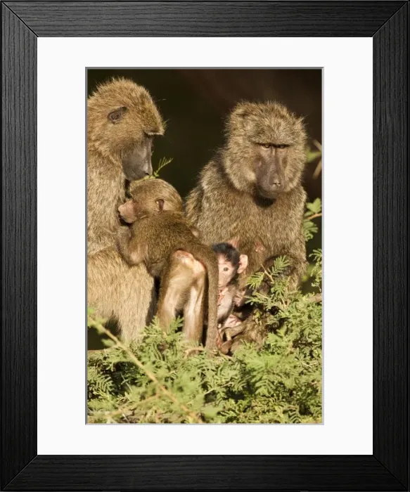 Framed Print : Africa, Kenya Framed Print : Africa, Kenya