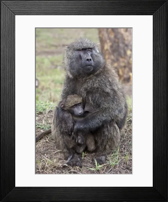 Framed Print : Olive Baboon, Papio anubis, Lake Nakuru, Kenya, mother with baby Framed Print : Olive Baboon, Papio anubis, Lake Nakuru, Kenya, mother with baby