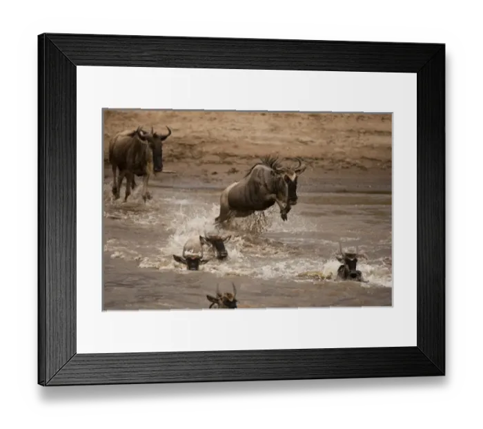 Framed Print : Lower Mara, Masai Mara Game Reserve, Kenya, White-bearded Wildebeest or Gnu, Connochaetes taurinus Framed Print : Lower Mara, Masai Mara Game Reserve, Kenya, White-bearded Wildebeest or Gnu, Connochaetes taurinus