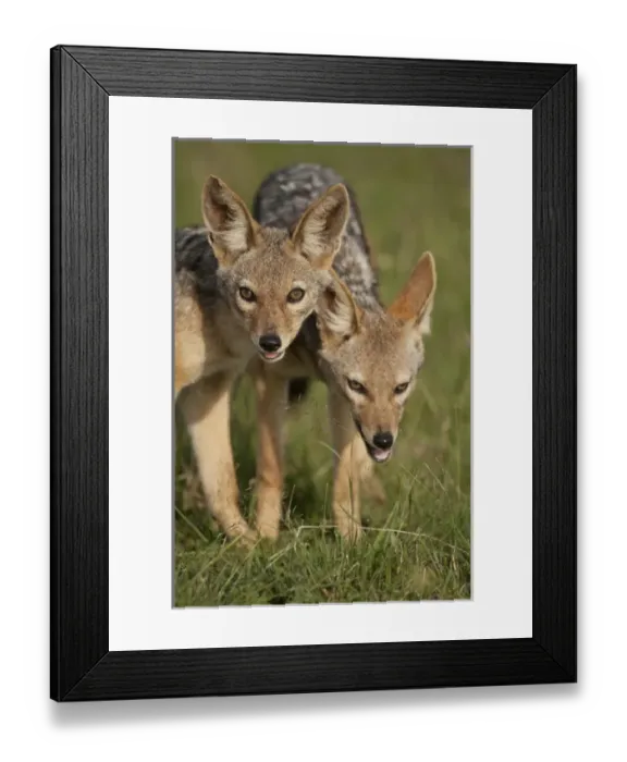 Framed Print : Africa, Kenya Framed Print : Africa, Kenya
