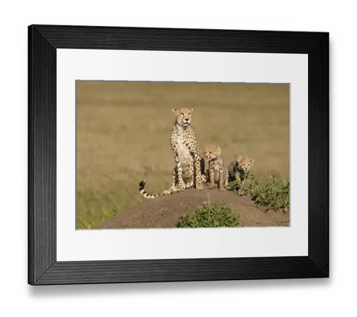 Framed Print : Africa, Kenya Framed Print : Africa, Kenya